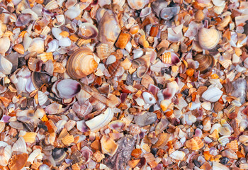 Fototapeta premium Seashells on the seashore close-up. Background