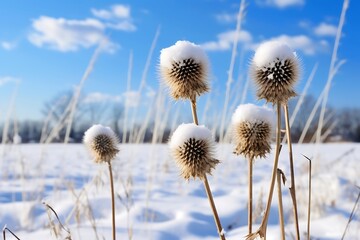 Dry thistle flowers covered with hoarfrost on a background of blue sky