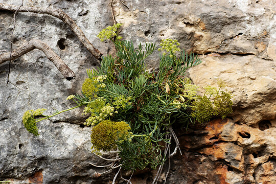 the pale green yellow flowers of Rock samphire or sea fennel or samphire (Crithmum maritimum) on a natural background