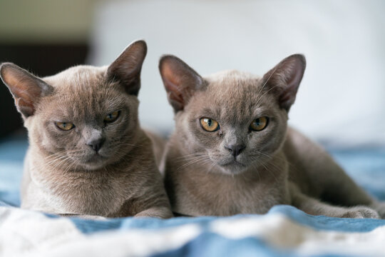 gray burmese kitten lies on a pillow at home and laughs