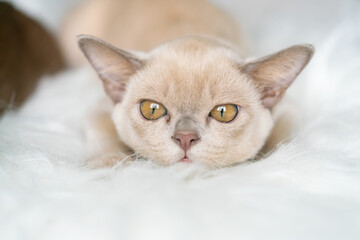 Obraz premium beige burmese kitten sits on a chair at home
