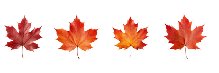 Set of maple leaf on a transparent background