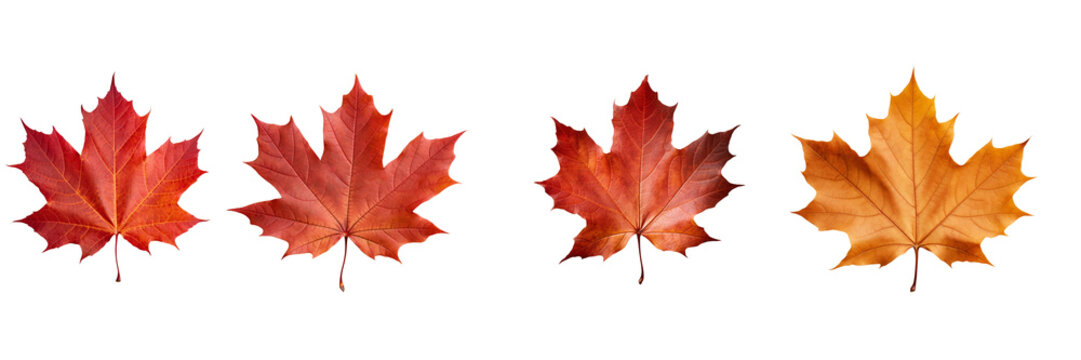 Set of maple leaf on a transparent background
