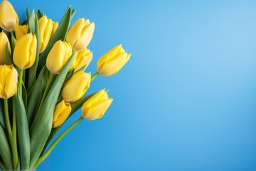 A bouquet of yellow tulips on light blue background with copy space on the right. Beautiful spring flowers. Top view of a flat lay that is good for greeting cards for spring birthdays, Mother’s Day