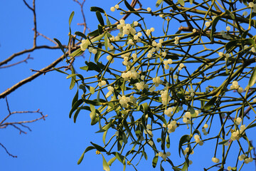 European mistletoe (Viscum album), parasitic plant on the host tree