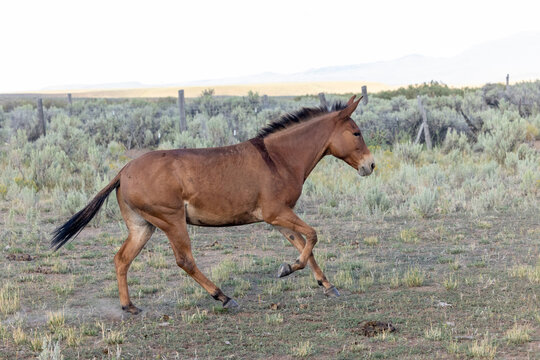 Mule galloping