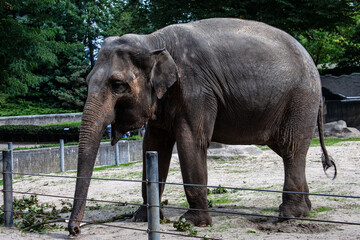 Elephant in an Open Air Enclosure