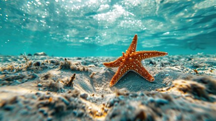 Beautiful orange colour starfish on the bottom of blue ocean.