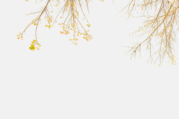 White background alternating with yellow leaves