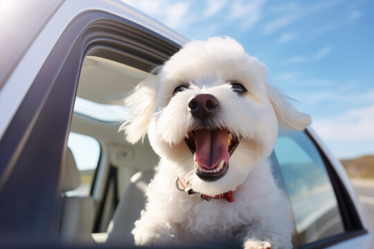Perro sacando la cabeza por la ventanilla del coche.
