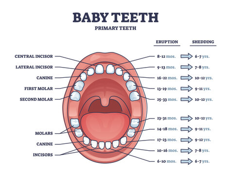 Baby teeth with primary tooth eruption and shedding time outline diagram, transparent background. Labeled educational scheme with open mouth and dental incisor, canine and molar location illustration.