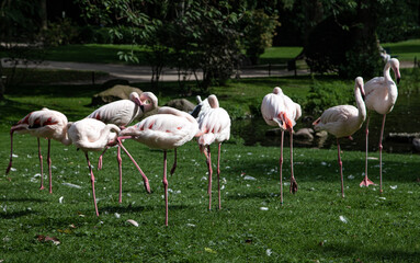 Small Group of Flamingos 