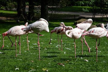 Group of Flamingos in the Grass