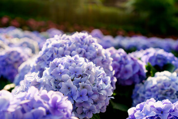 Beautiful hydrangea flowers and sunlight in the garden that bloom in morning winter of Chiang Mai,...