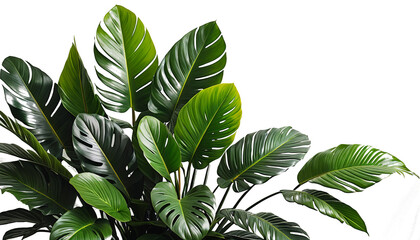 Green Leaves of Tropical Plants: An Indoor Garden Art