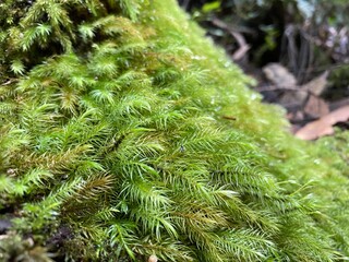 Close up of moss, grass, lichen, pine needles in the forest. Plant micro-organisms in wood.