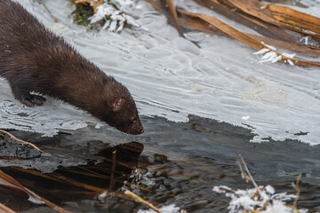mink near a forest stream in winter