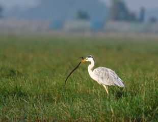 Obraz premium A Grey Heron is Mainly seen as singles or in small groups, standing quietly in or at the edge of water, less often hunting in fields. 