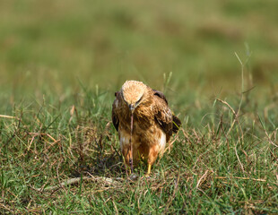The Brahminy Kite Juveniles eating its Kill.
