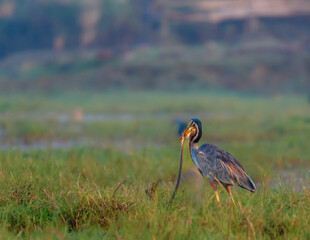 The Purple Heron is a wide-ranging heron species With a Kill.