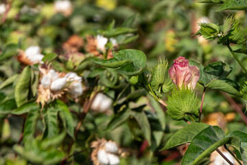 Obraz na płótnie Canvas Delicate cotton flower closeup among green foliage