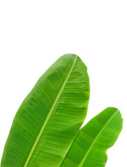 whole fresh banana leaves, transparent