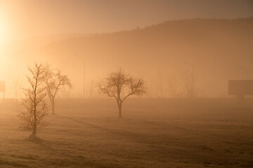 Fototapeta na wymiar Lonely trees in the morning light. 