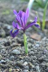 Spring blooming Iris reticulata in the garden
