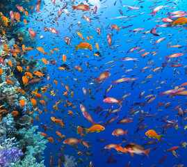 Fototapeta na wymiar Photo of coral colony. School of coral fish.