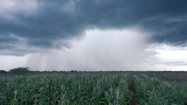 Chuva no Plantio de Milho. 