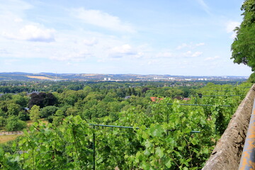Fototapeta na wymiar view over Dresden from the Pillnitz vineyards