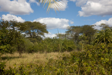 Zimbabwe landscape near Victoria Falls on a sunny winter day
