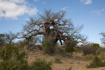 Deurstickers Zimbabwe baobab tree on a sunny winter day © Iurii