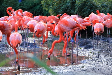 Beautiful american flamingos walking in the water with green grasses background