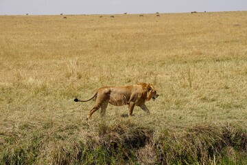 african wildlife, lion, grass