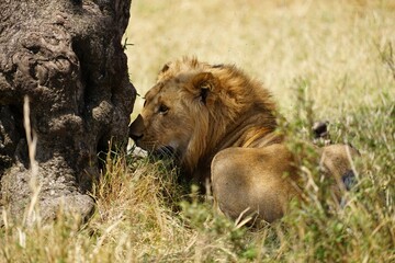 african wildlife, lion, grass, tree