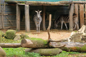 A plains zebra (Equus burchelli)