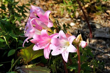 blooming pink lilies, fragrant flowers, petals and pollen, blooming flowers