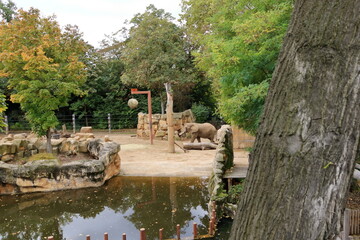 Fototapeta na wymiar an african elephant stretches for food