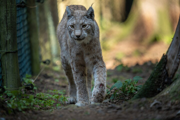 Luchs