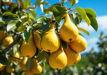 Ripe and juicy pears hanging on tree with blue sky. Healthy food. AI generated