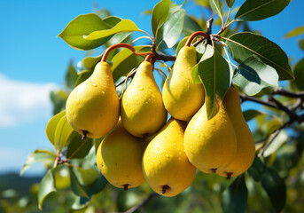 Ripe and juicy pears hanging on tree with blue sky. Healthy food. AI generated