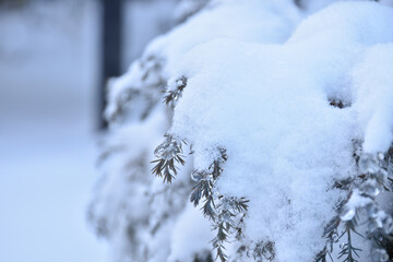 Snow capped thuja tree, evergreen branches covered with ice, white fluffy snow, winter aesthetic,...