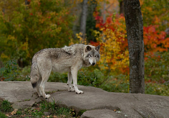 A lone Timber wolf or Grey Wolf (Canis lupus) standing on a rocky cliff looking back on a rainy day in autumn in Quebec, Canada - 707130604
