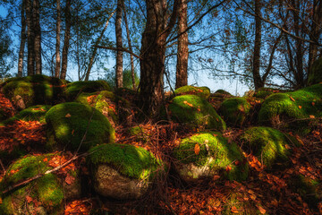 picturesque pile of large old stones overgrown with green moss with orange fallen leaves with shadow from tree trunks and blue sky. fine autumn day. vibrant colors of october