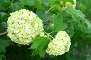 blooming white hydrangea flowers on the green bush close up