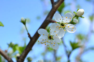 blossoming plum tree with white flowers isolated