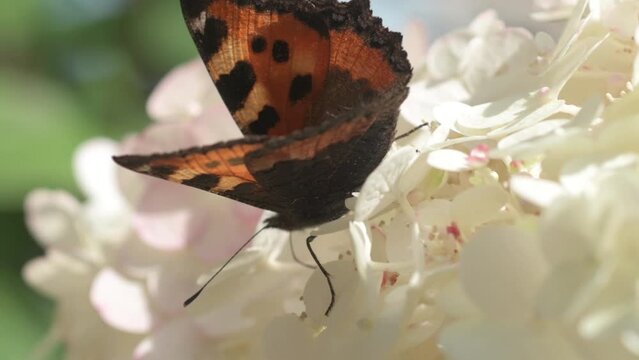 beautiful white blossom of tree type hydrangea in garden with butterfly