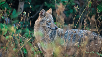 Wildlife Photography Expedition