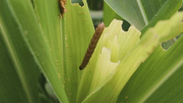 close up of Fall armyworm (Spodoptera frugiperda) on corn leaves, a plant pest that bites and feeds on corn shoots which causing damage to plants, slow motion shot